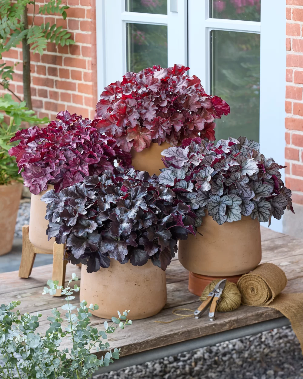 Heuchera villosa Everglow Fire