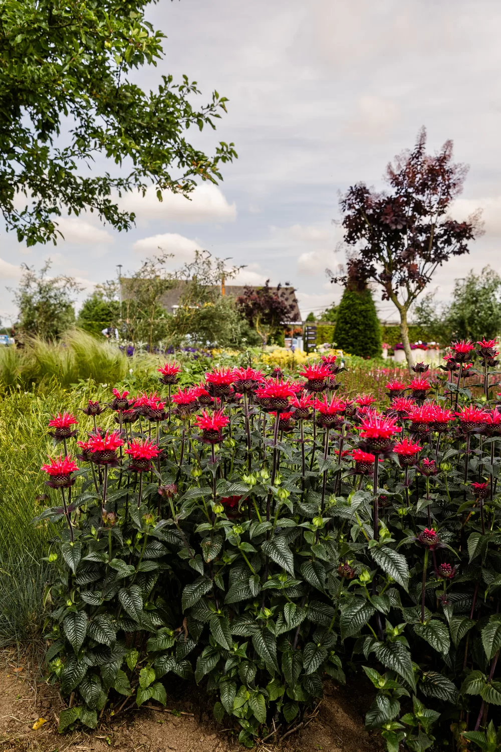 Monarda didyma Superwings Red