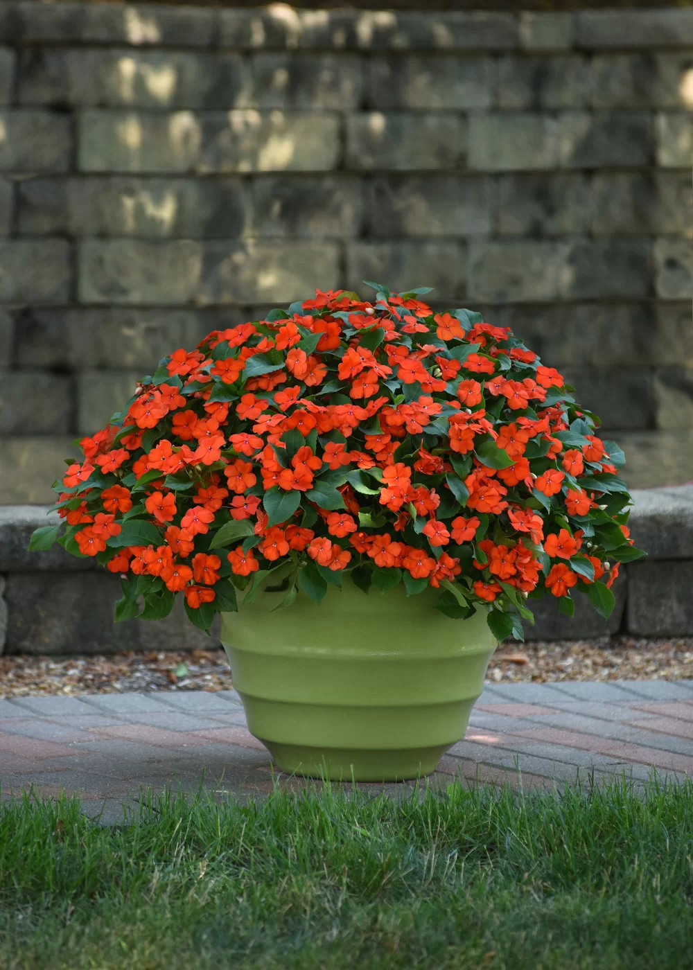 Impatiens walleriana Beacon® Exp. Orange Impr.