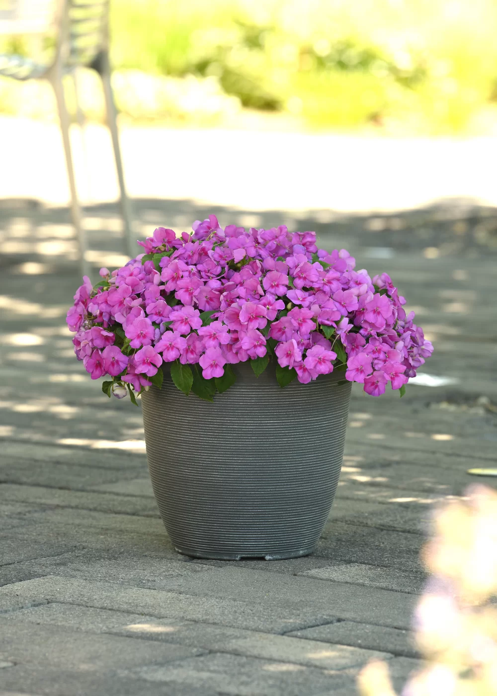 Impatiens walleriana Beacon® Blue Pearl