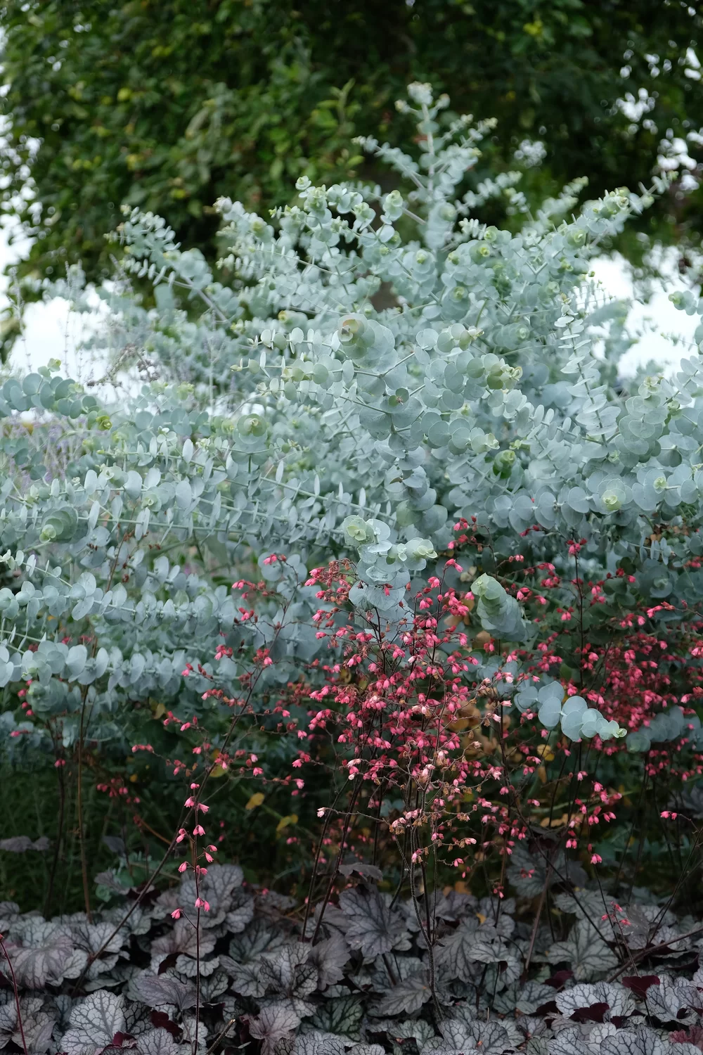 Eucalyptus cinerea Silver Dollar