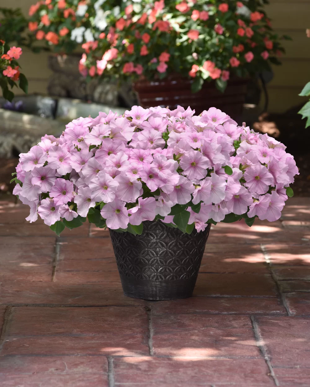 Petunia x hybrida Easy Wave® F1 Pink Pearl