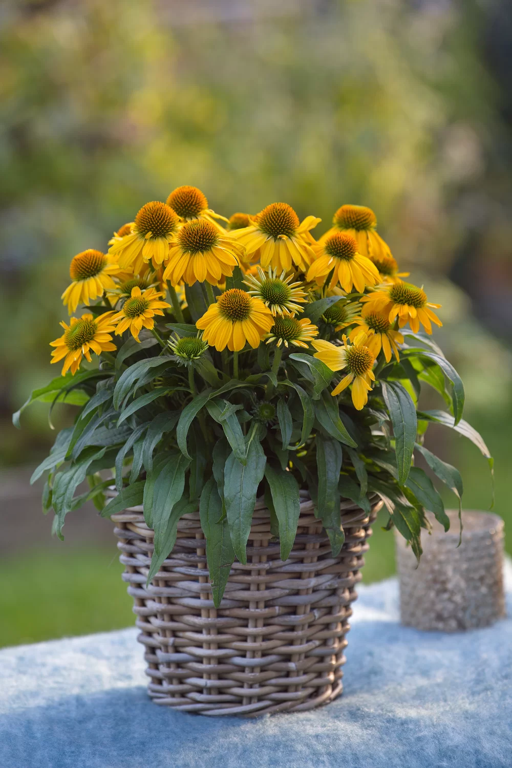 Echinacea purpurea SunMagic Vintage Yellow