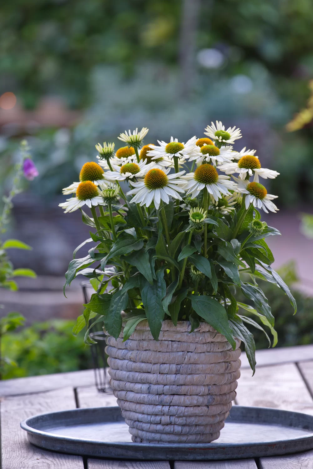 Echinacea purpurea SunMagic Vintage Pearl White