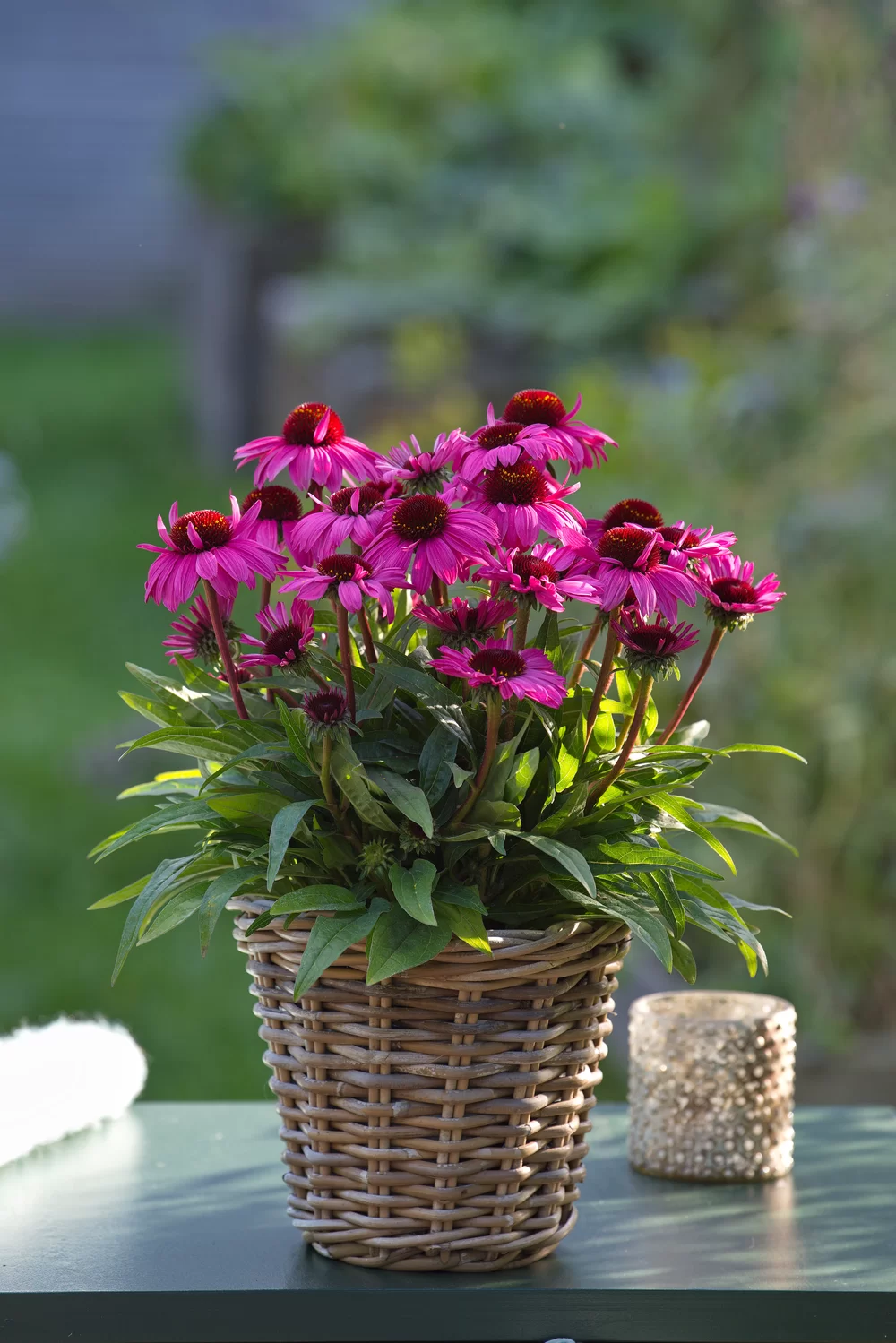 Echinacea purpurea SunMagic Vintage Hot Pink