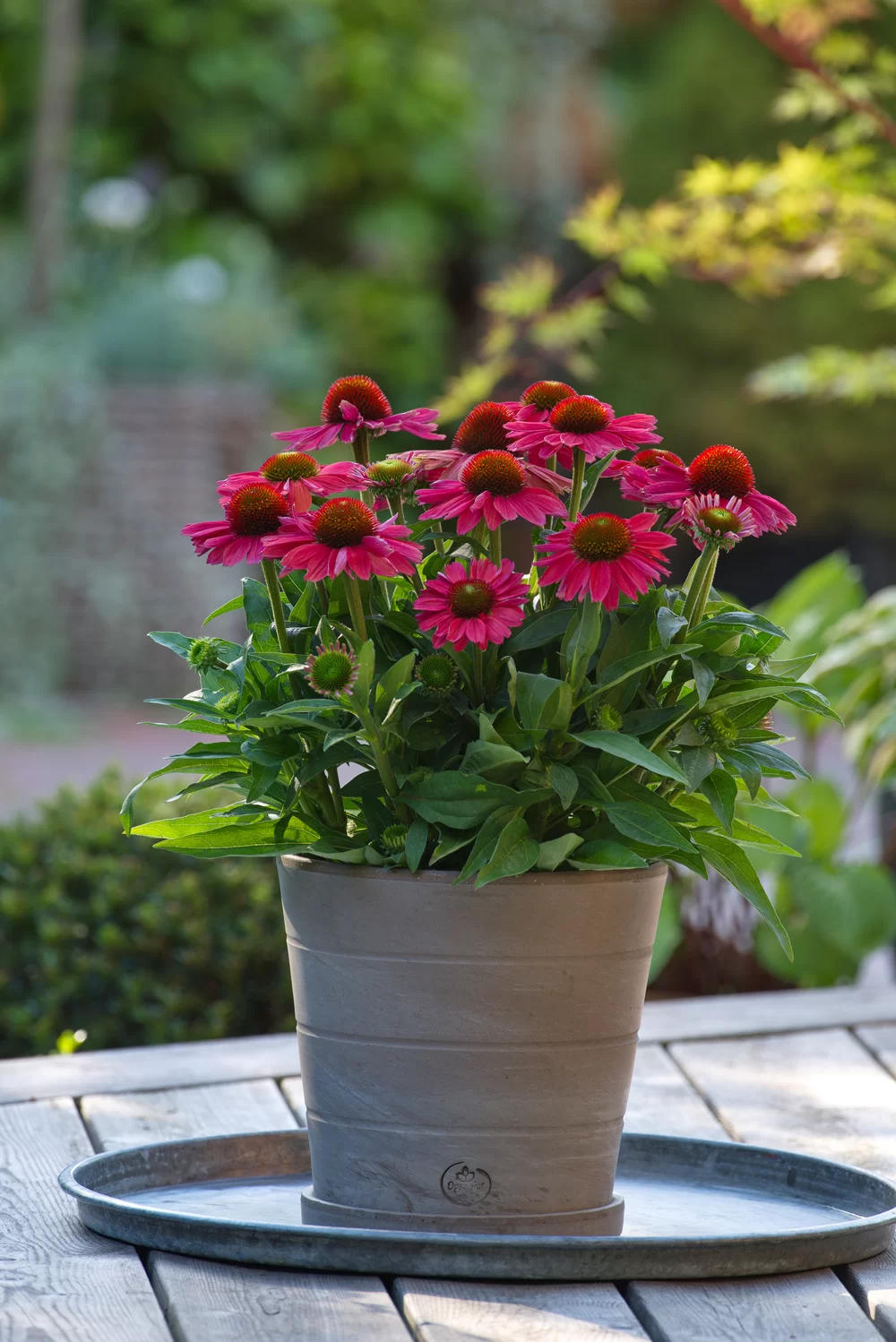 Echinacea purpurea SunMagic Vintage Watermelon