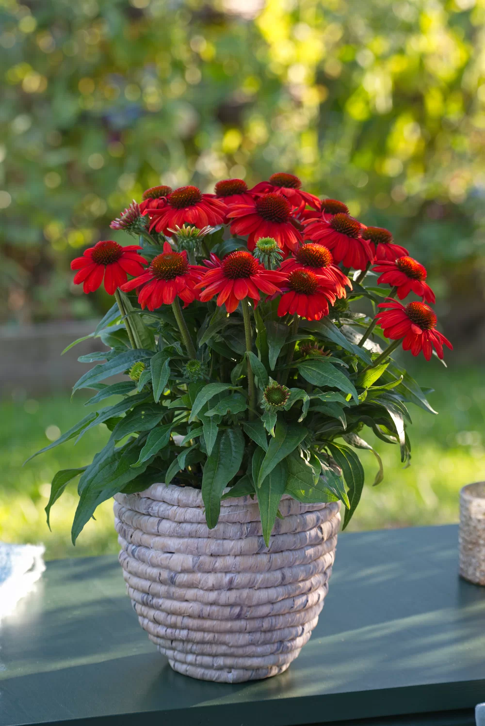 Echinacea purpurea SunMagic Vintage Electric Orange