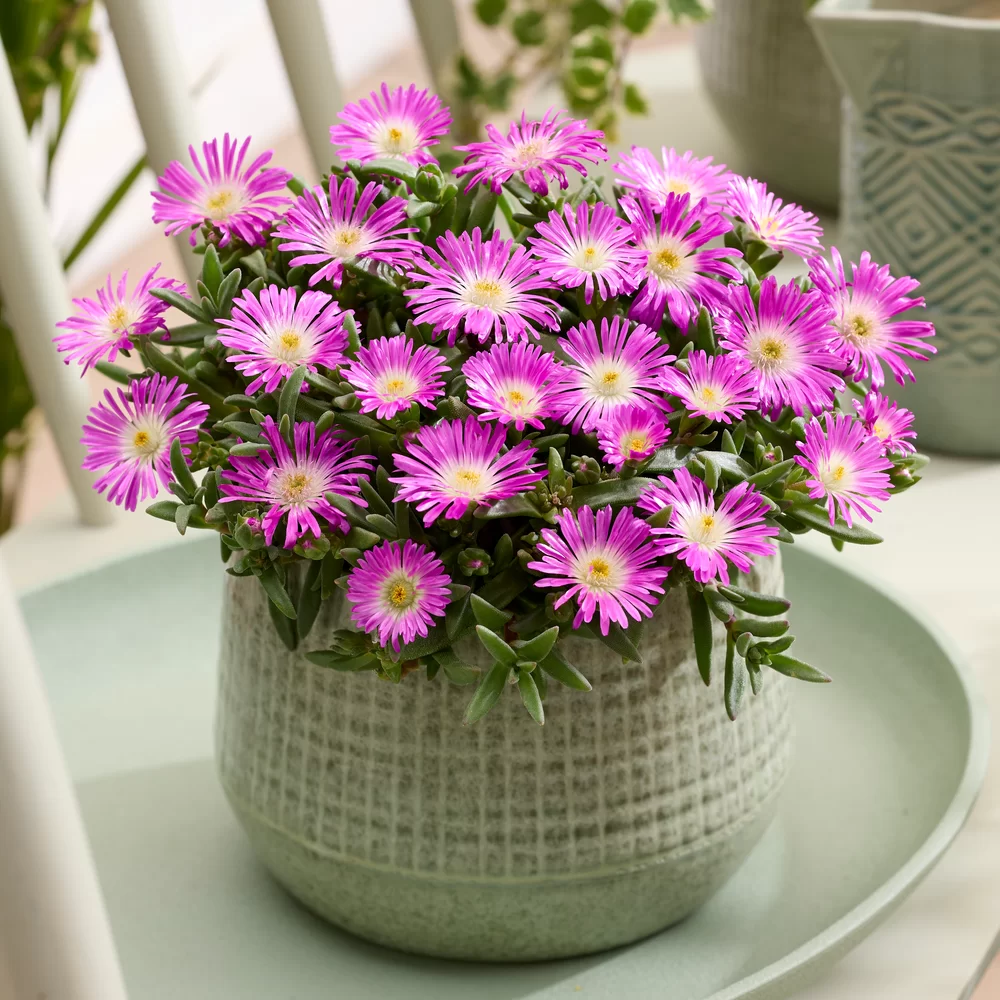 Delosperma cooperi Ocean Sunset™ Violet Flare