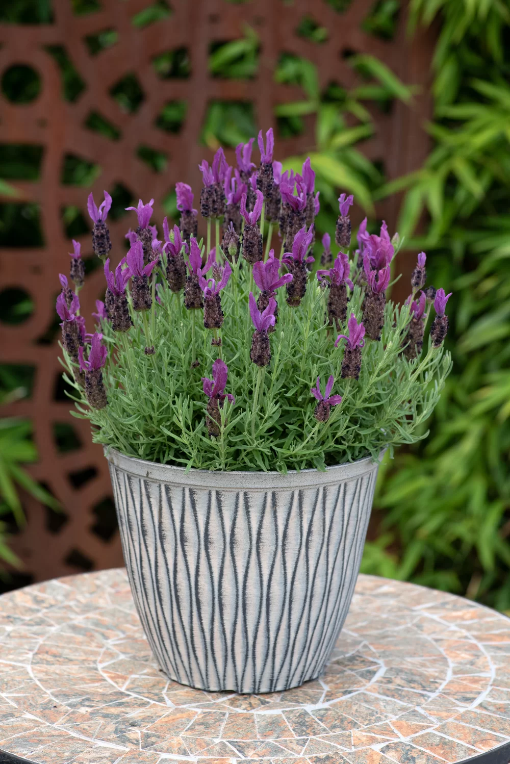 Lavandula stoechas Butterfly Garden® Intense Purple