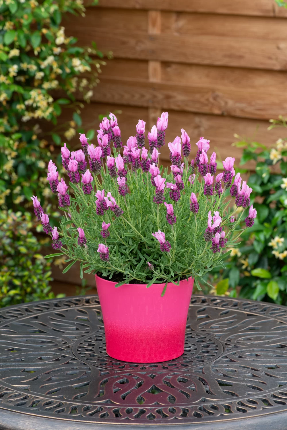 Lavandula stoechas Butterfly Garden® Pink Summer Impr.