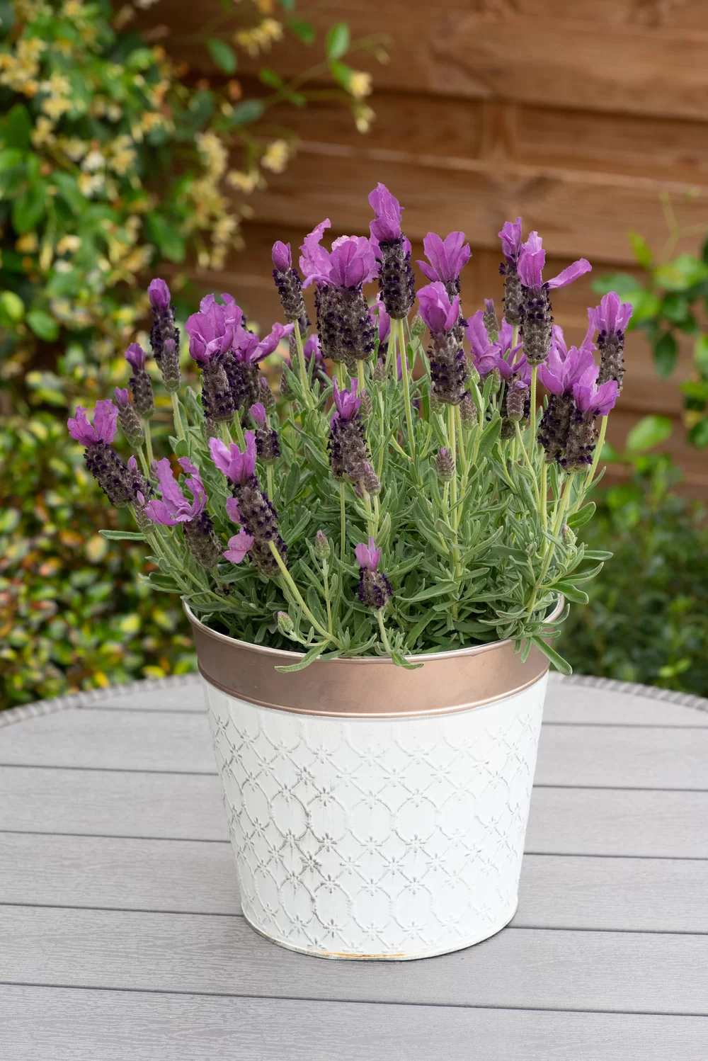 Lavandula stoechas Butterfly Garden® Early Summer Impr.