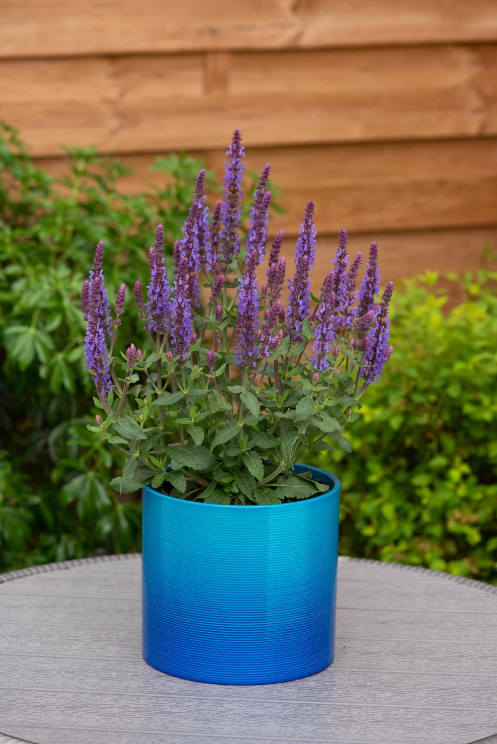 Salvia nemorosa Sensation® Medium Blue