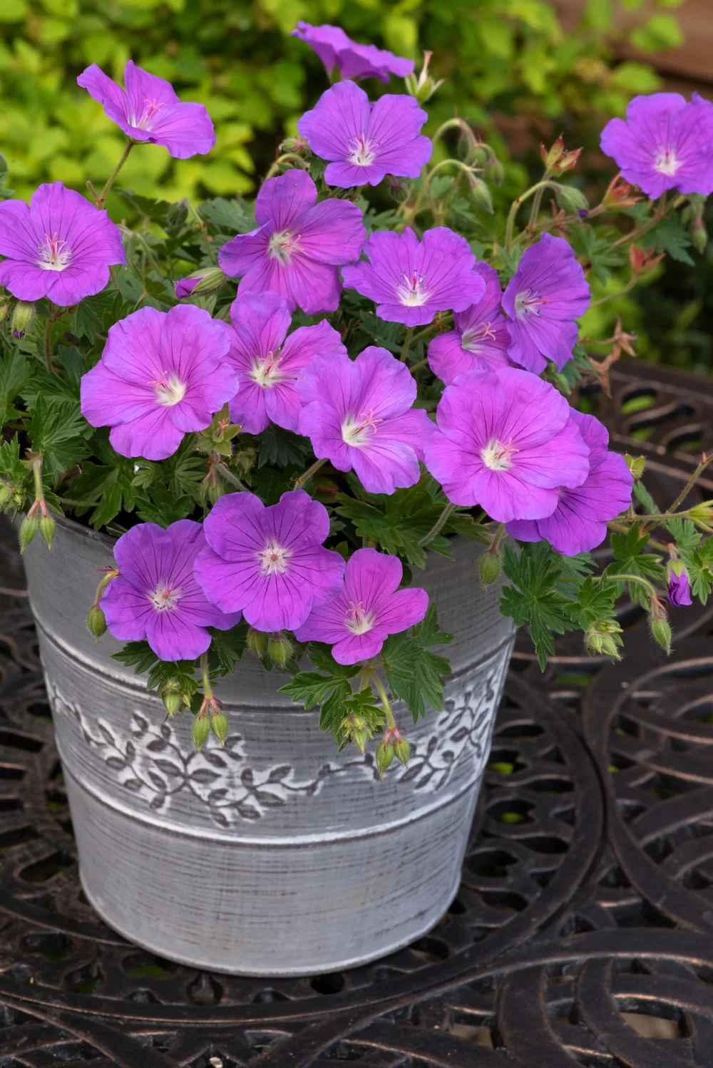 Geranium sanguineum Purple Glow  