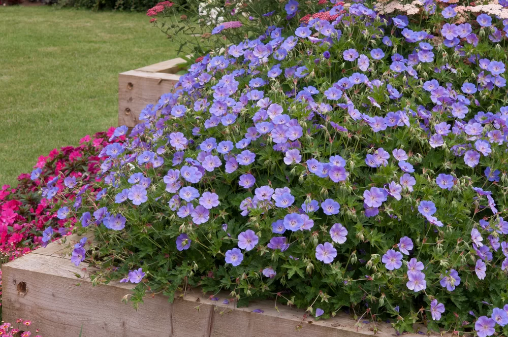 Geranium wallichianum Rozanne®