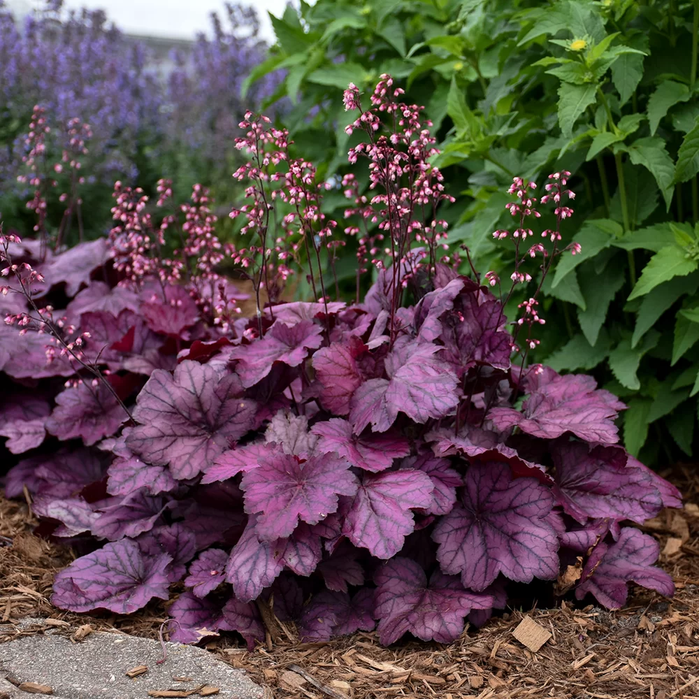 Heuchera villosa Everglow Wild Rose