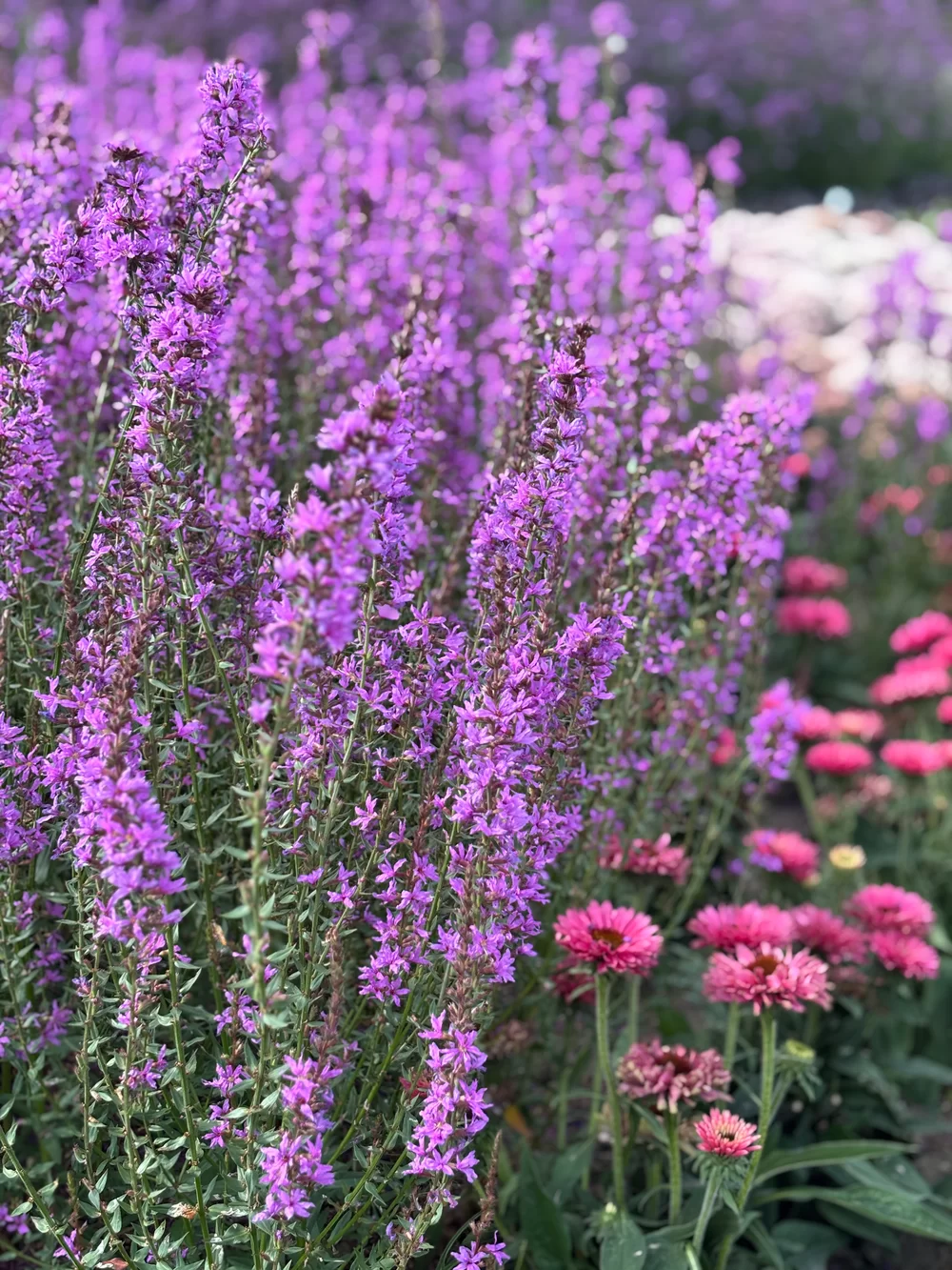 Lythrum salicaria Fairytales Purple