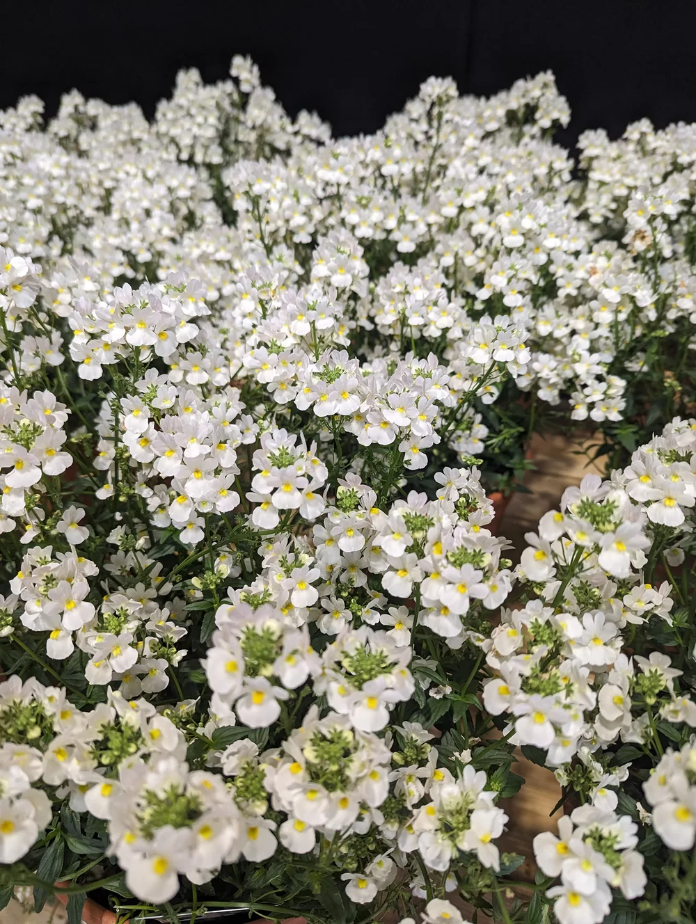 Nemesia fruticans Nuvo® Wisley Vanilla