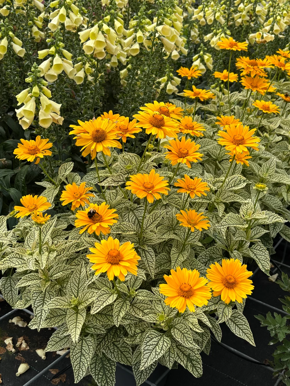 Heliopsis helianthoides Solar Flare