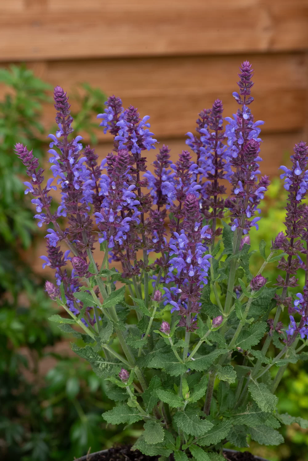Salvia nemorosa Sensation® Medium Violet Impr.
