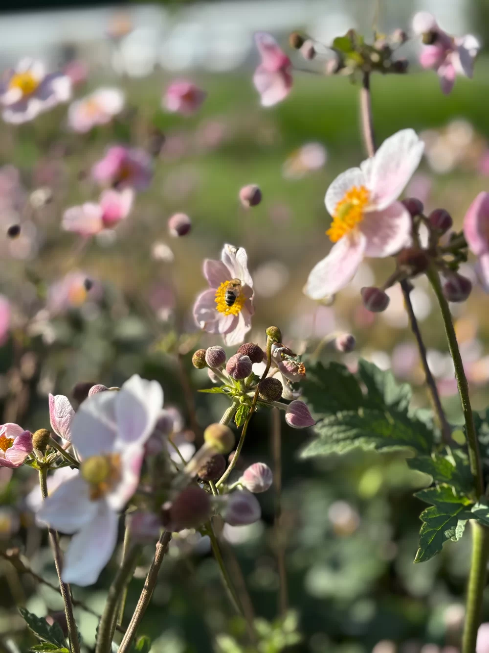 Anemone hupehensis Princess Pink