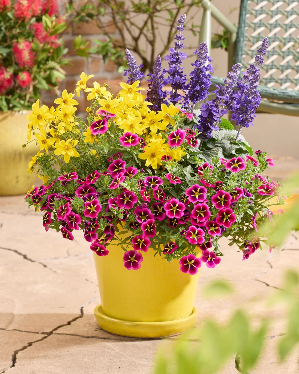 Bidens ferulifolia Sixbi Gold