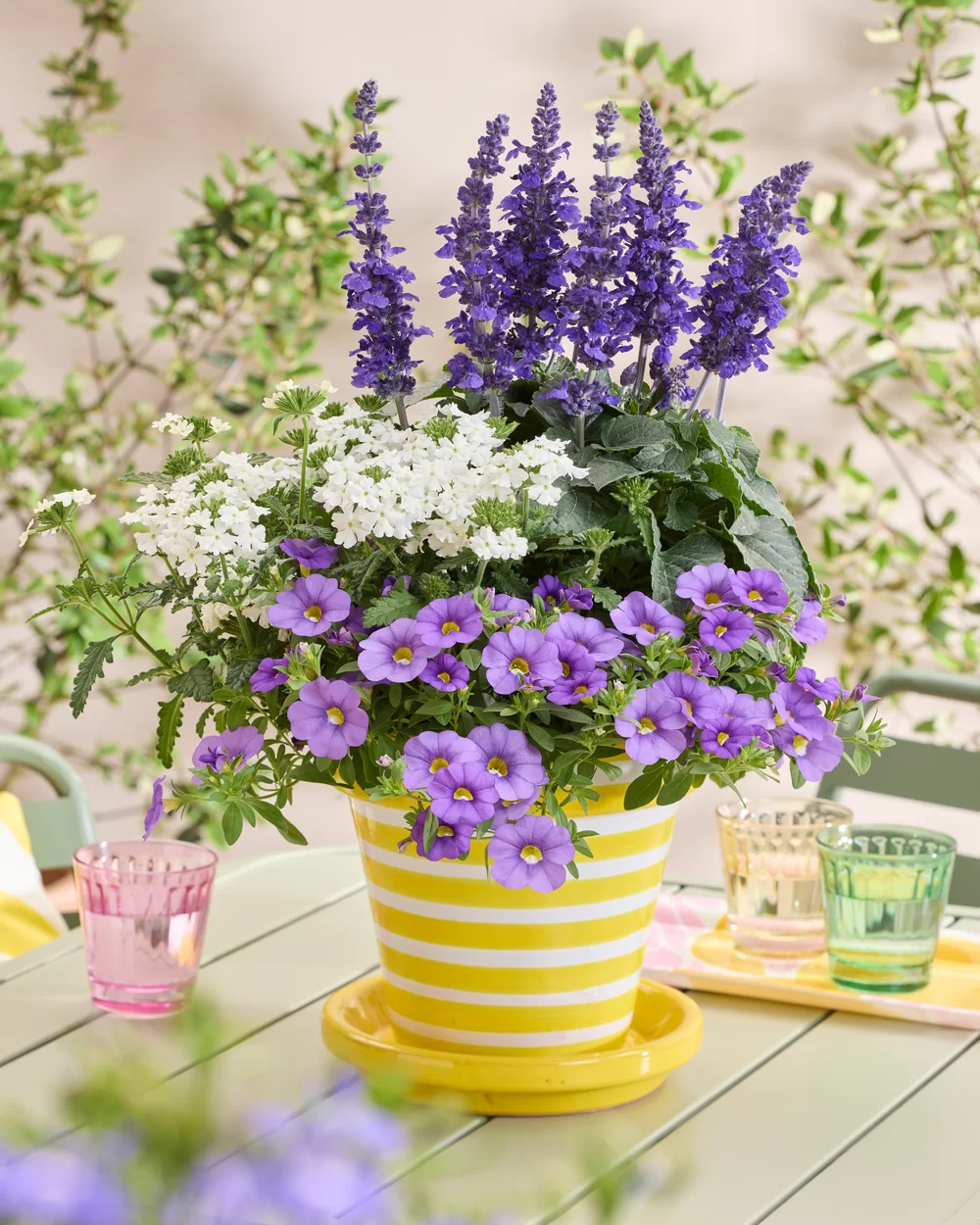 Calibrachoa parviflora Cabaret® Early Blue