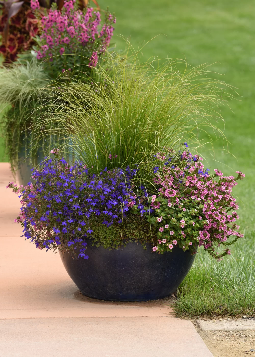 Lobelia erinus Heatopia™ Dark Blue