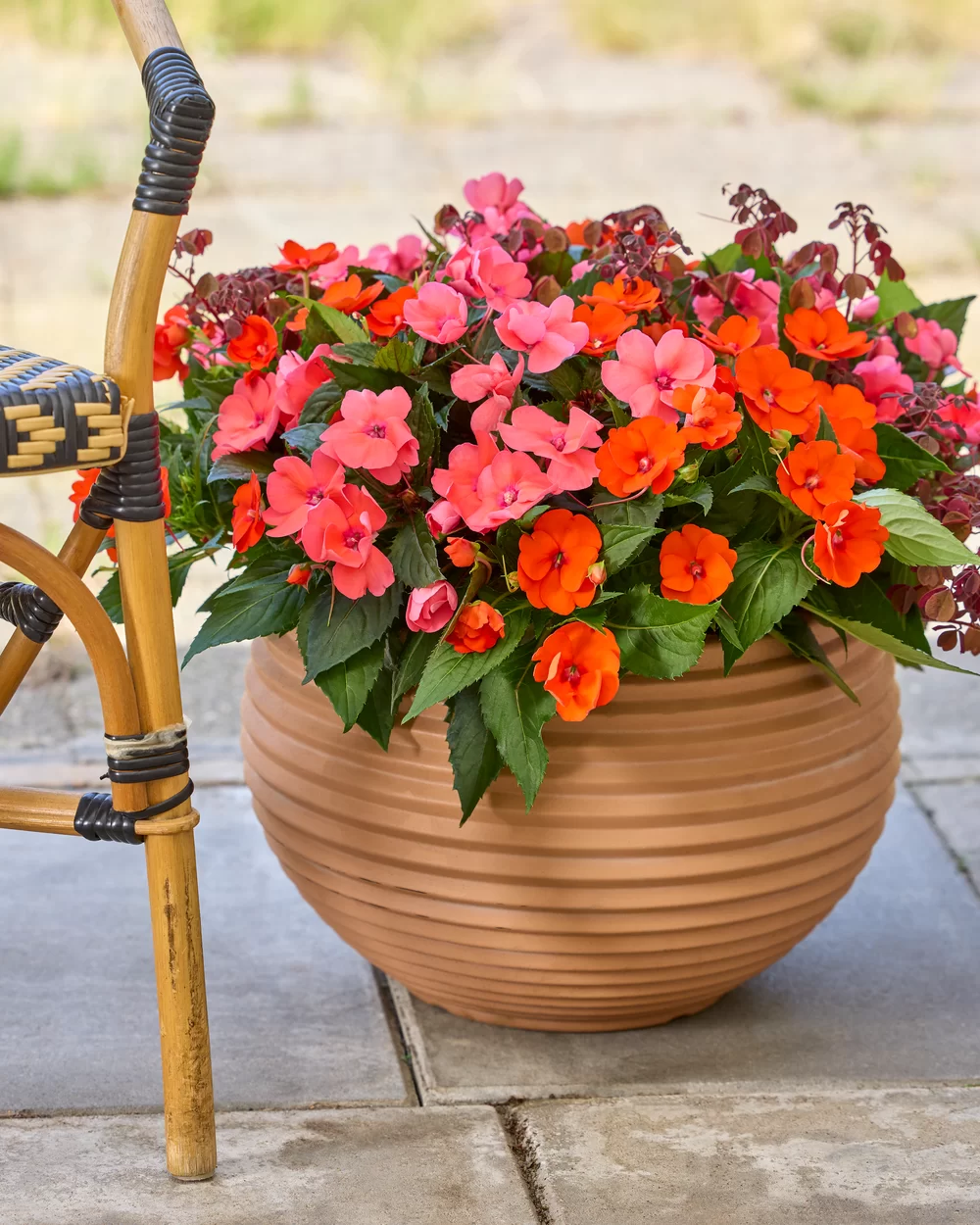 Impatiens New Guinea SunPatiens® Compact Coral Pink