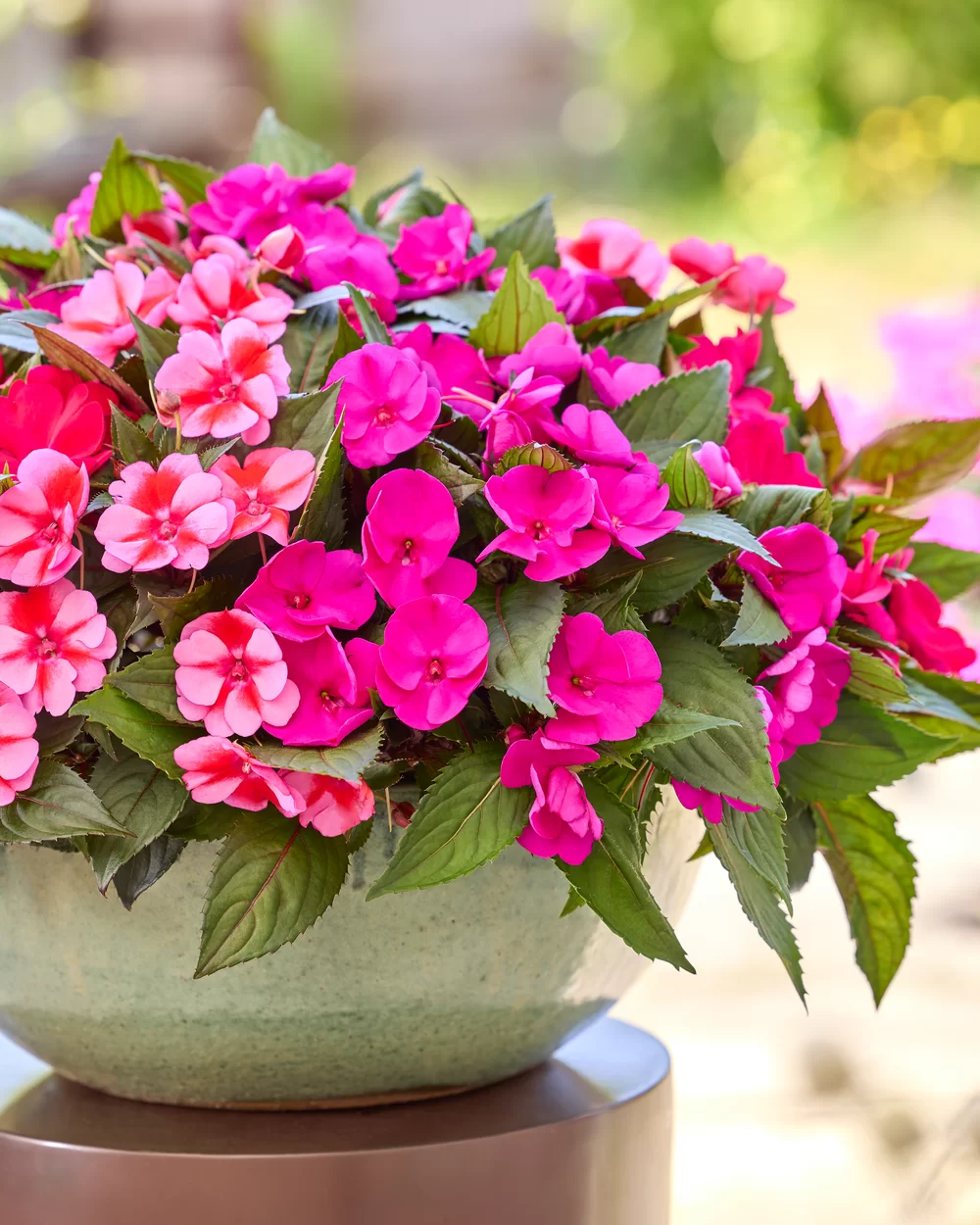 Impatiens New Guinea SunPatiens® Compact Red Candy
