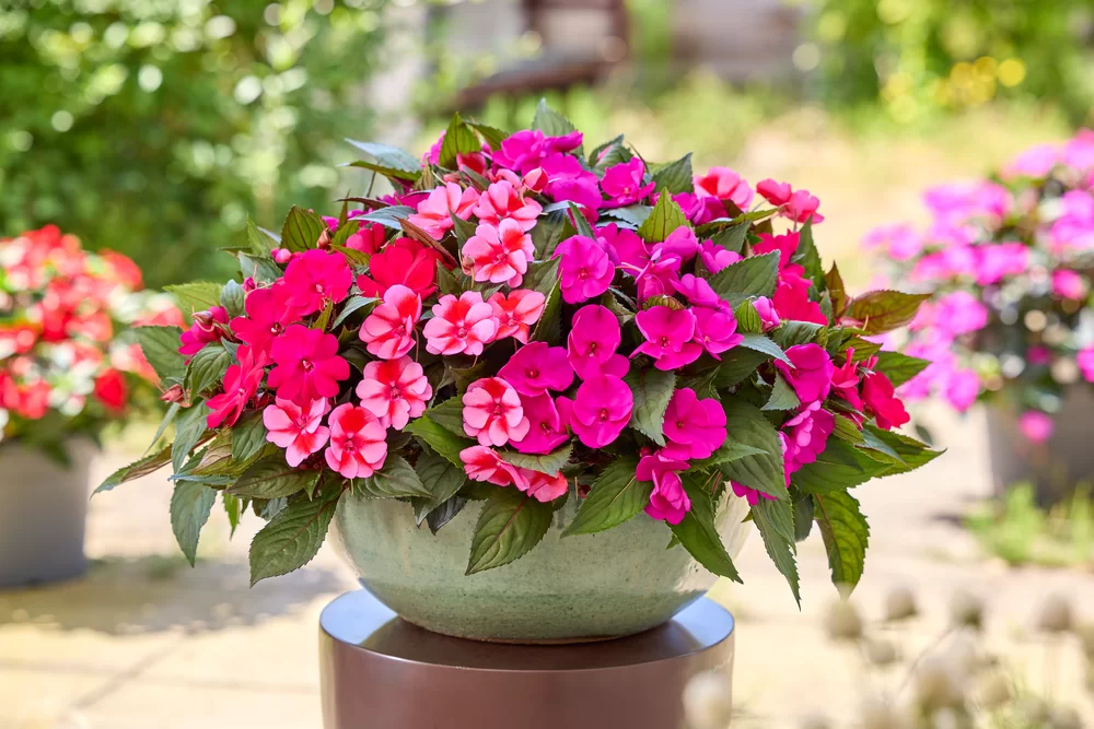 Impatiens New Guinea SunPatiens® Compact Purple