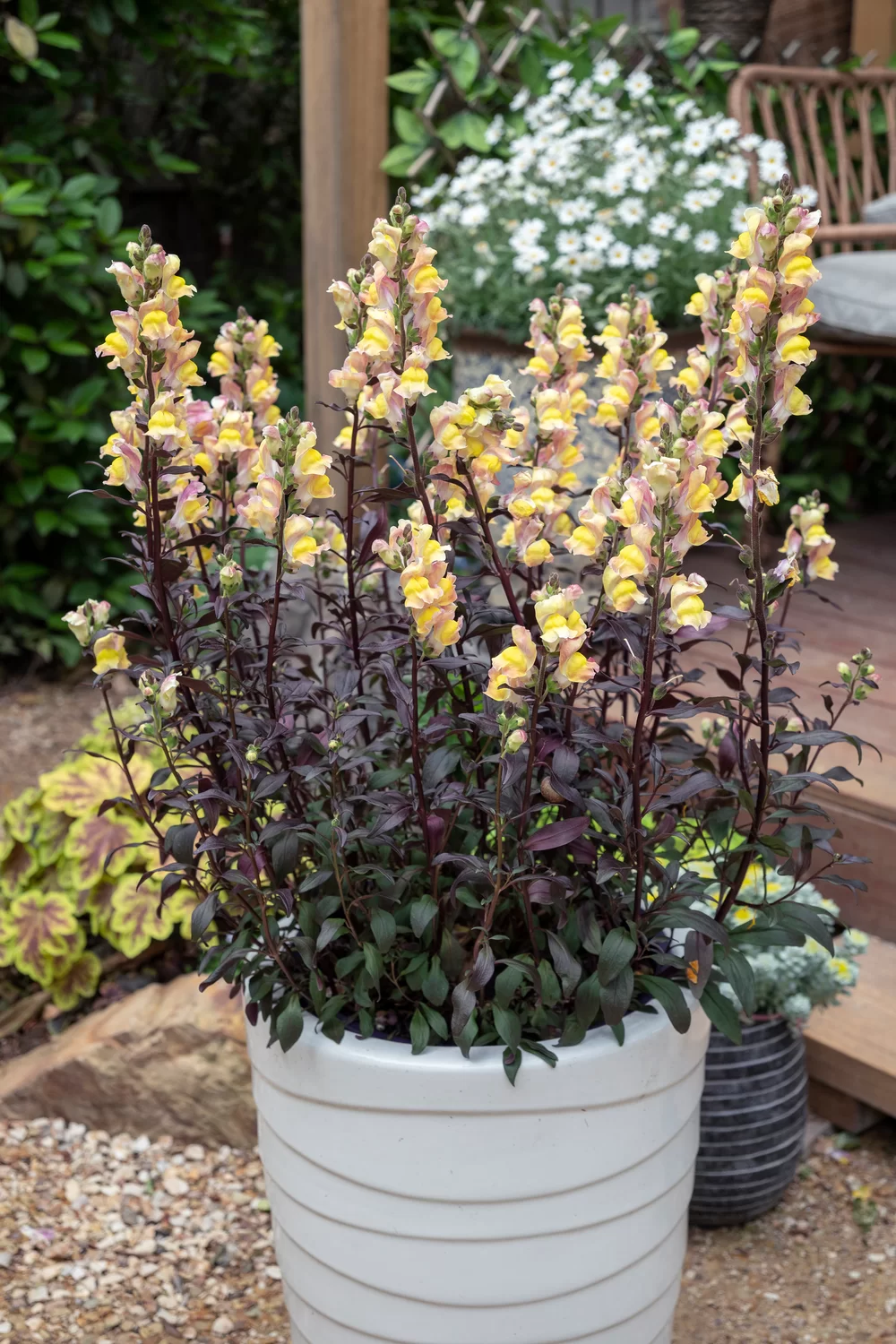 Antirrhinum majus Snap in Black Apricote