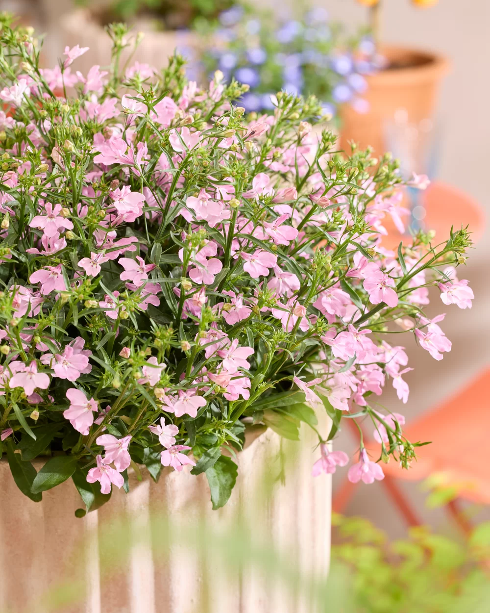 Lobelia erinus Heatopia™ Pink