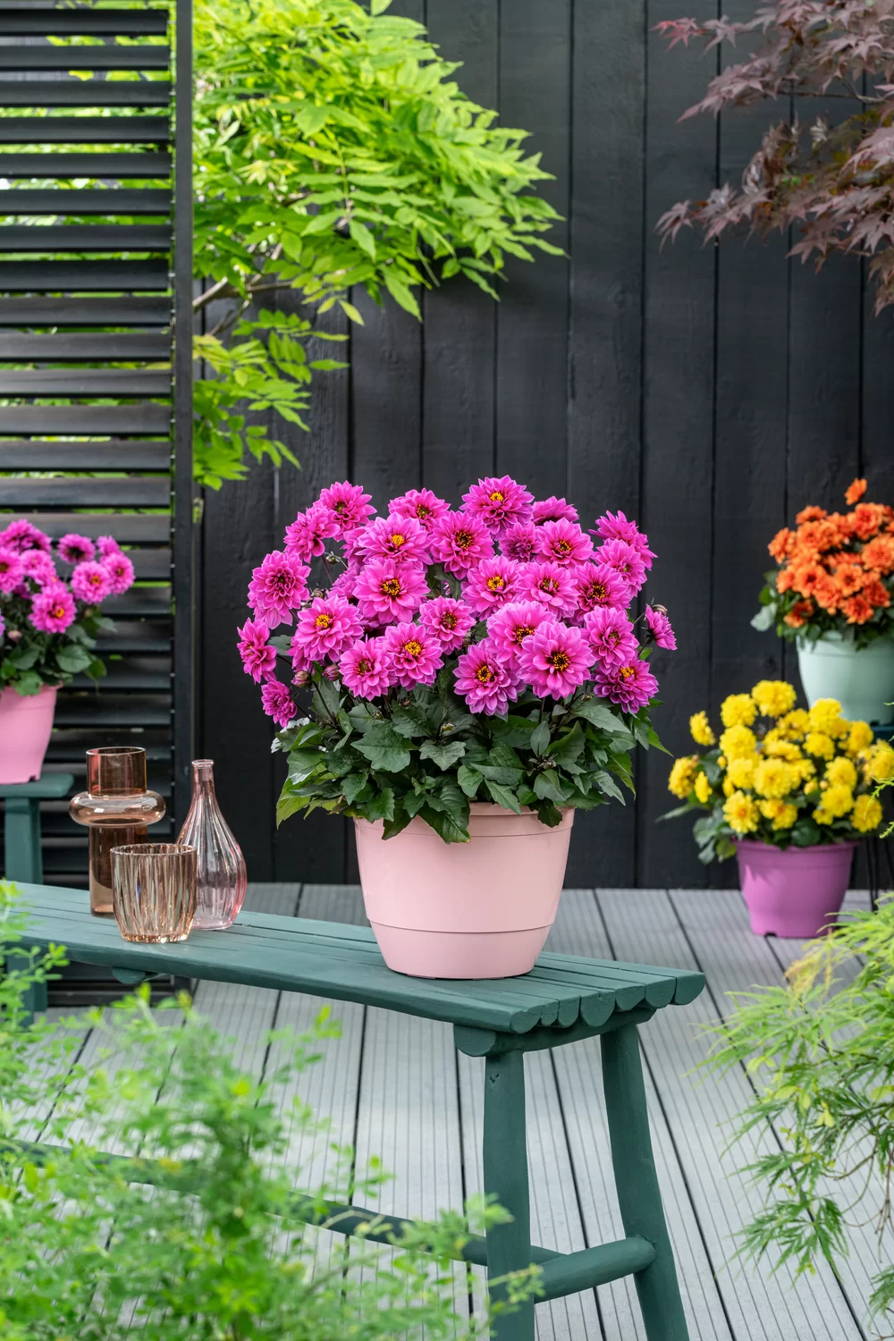 Dahlia coccinea Maxi Noir Lilac