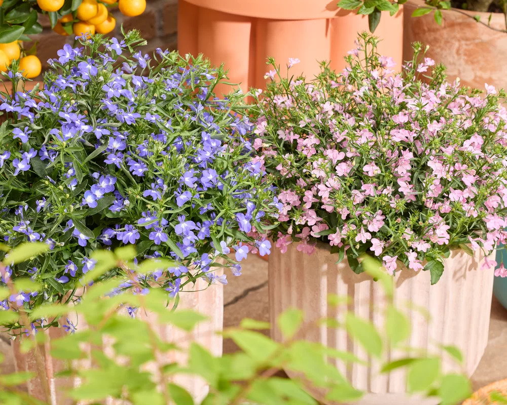 Lobelia erinus Heatopia™ Sky Blue