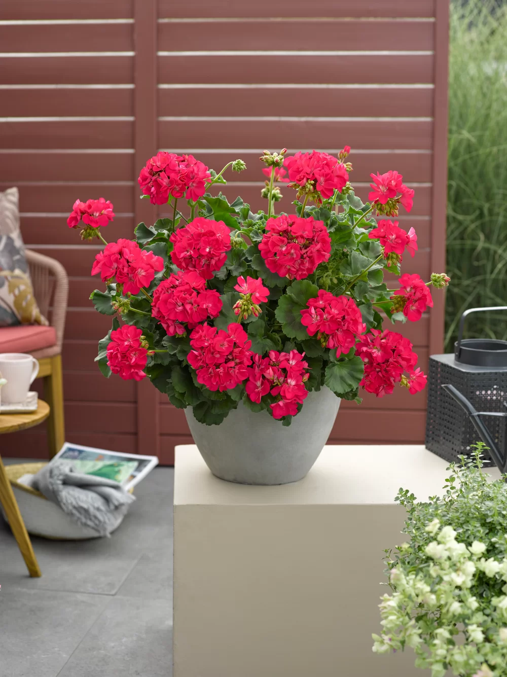 Pelargonium zonale Smart Carla Hot Pink Impr.