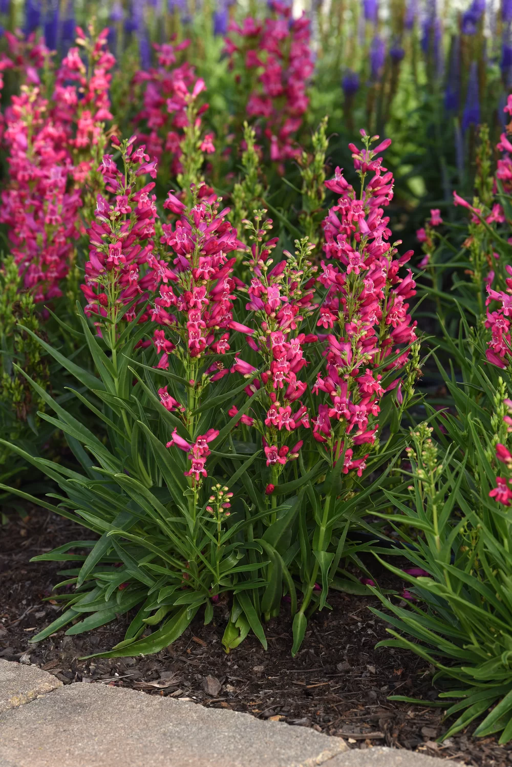 Penstemon barbatus Rock Candy® Ruby