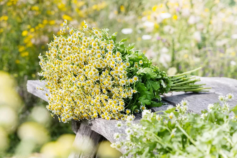 Tanacetum parthenium Camilla