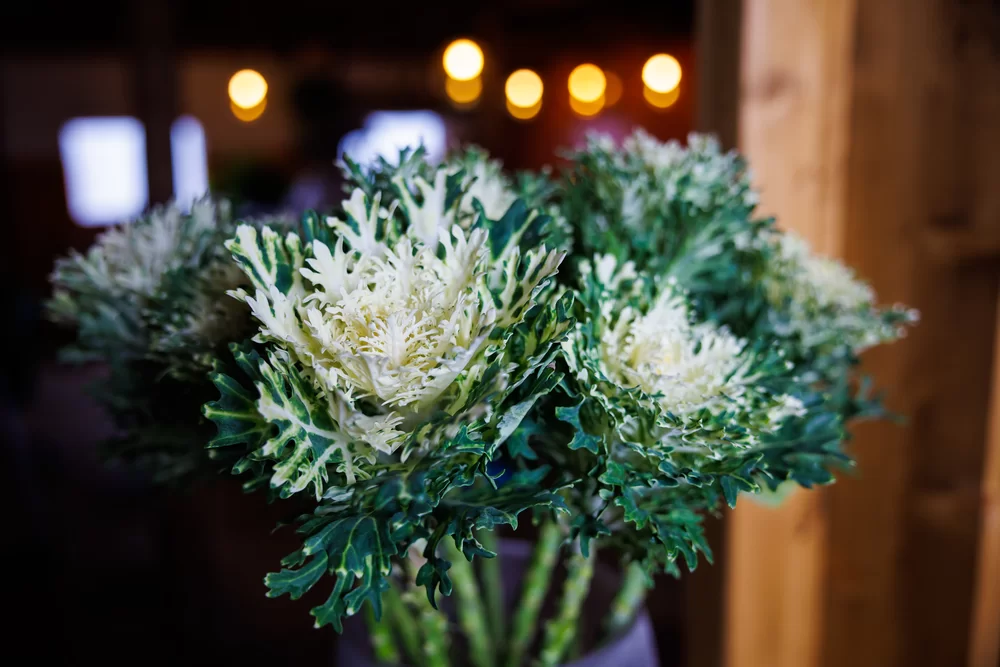 Brassica oleracea Crane Feather Snow