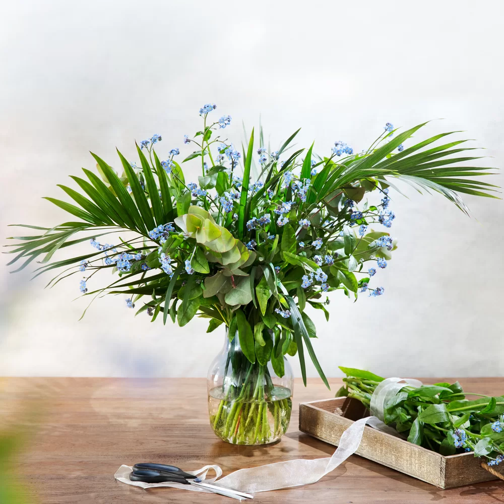 Myosotis alpestris Blue Memory 