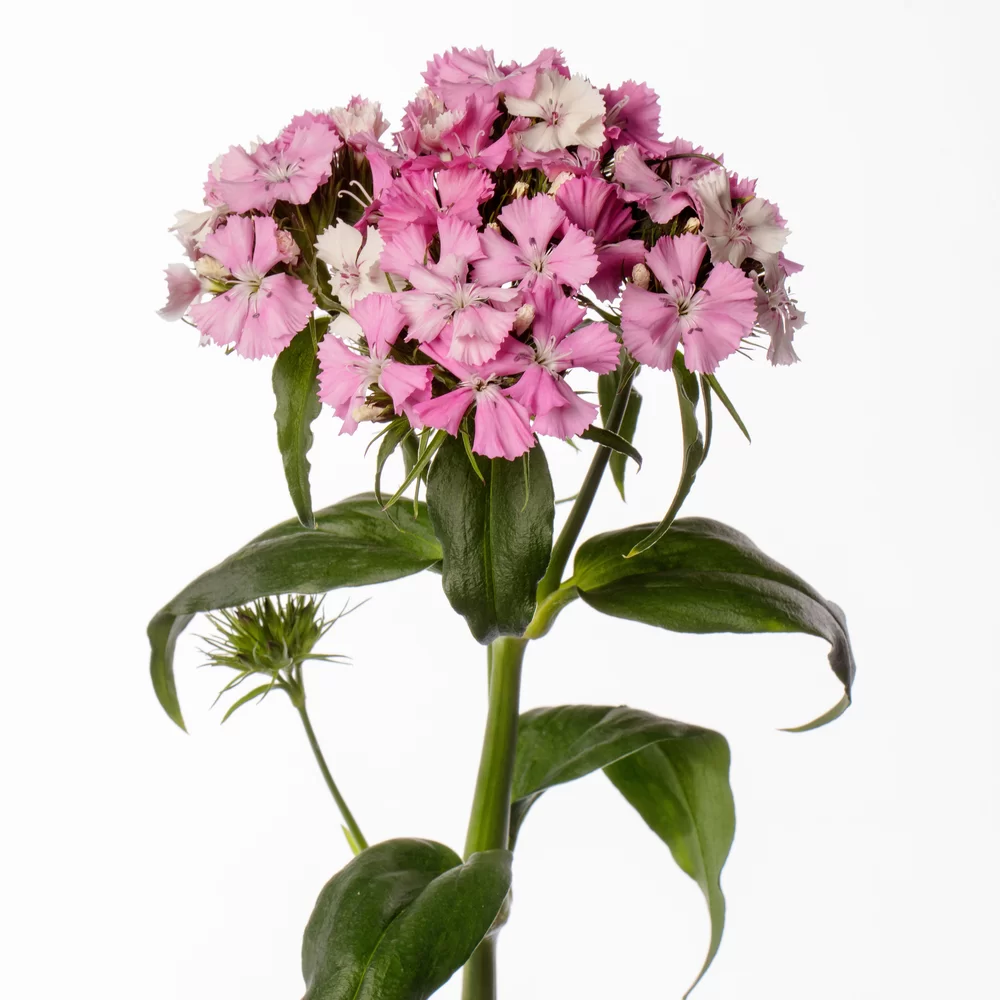 Dianthus barbatus Barbienne Appleblossom