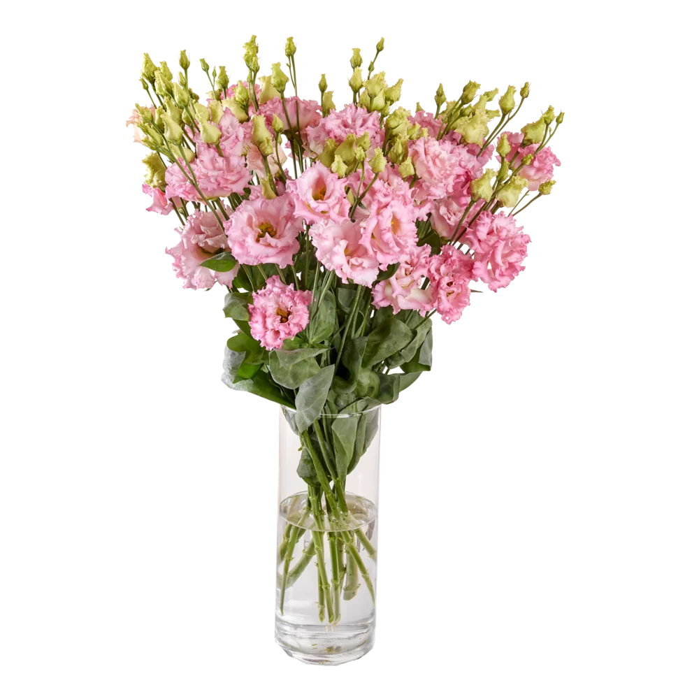 Lisianthus grandiflorum Alissa 2 Pink Ver. 3