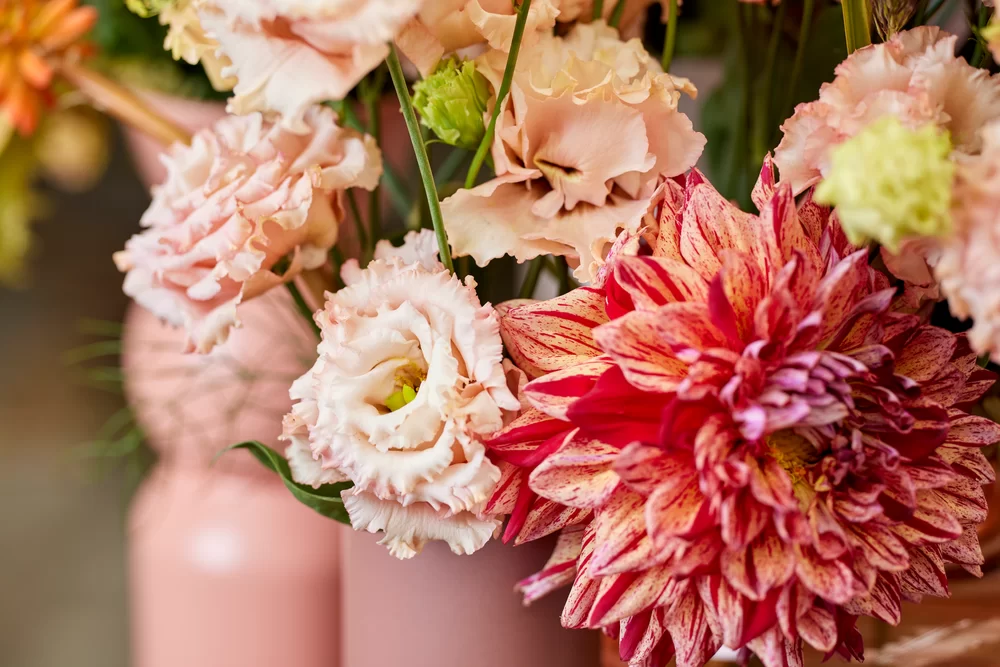 Lisianthus grandiflorum Alissa 2 Apricot