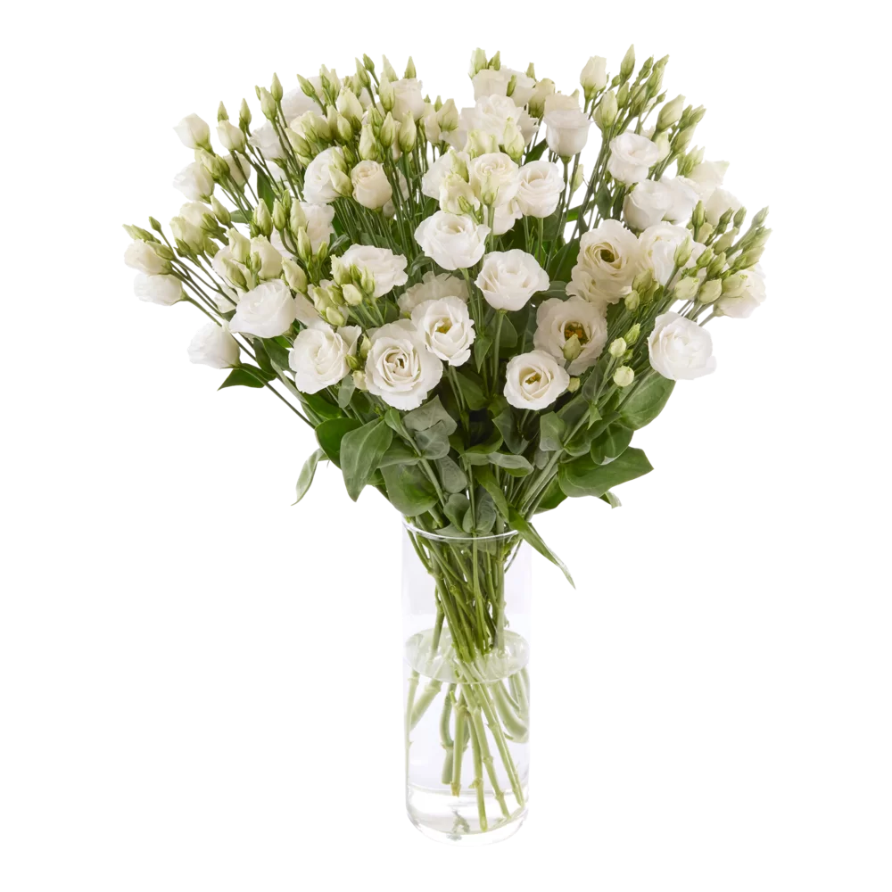 Lisianthus grandiflorum Rosita 3 Pure White IV - 458