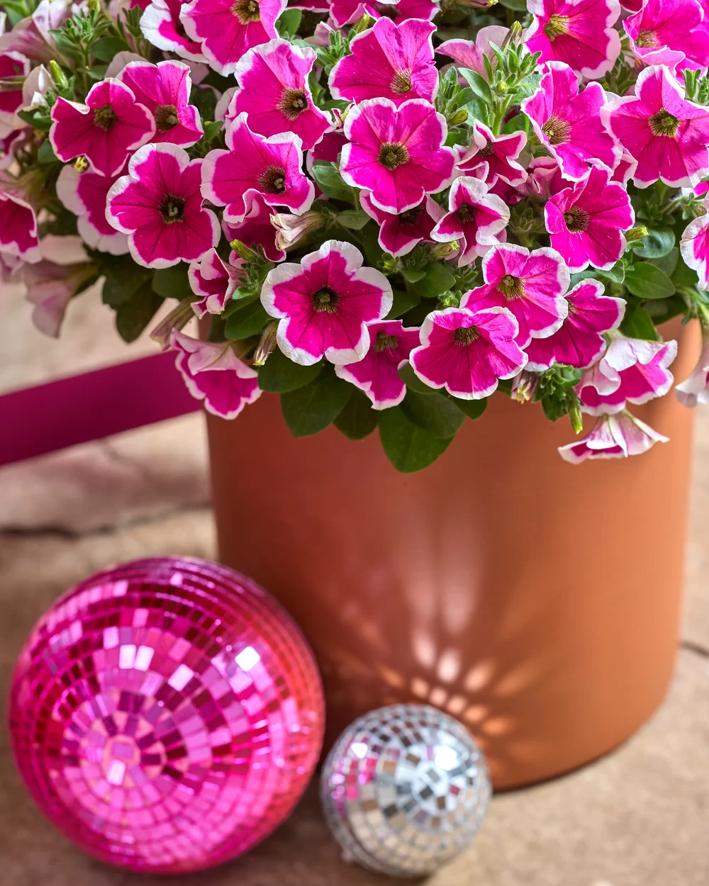 Petunia grandiflora GO!Tunia® Rose Picotee