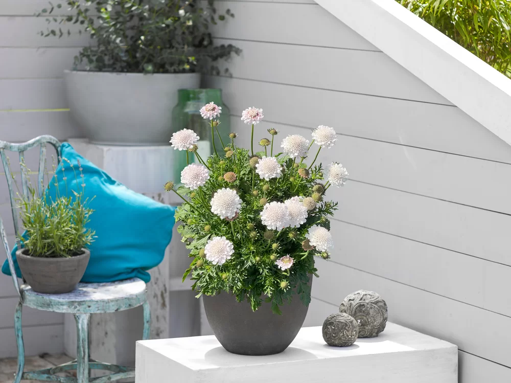 Scabiosa columbaria Atalanta® White