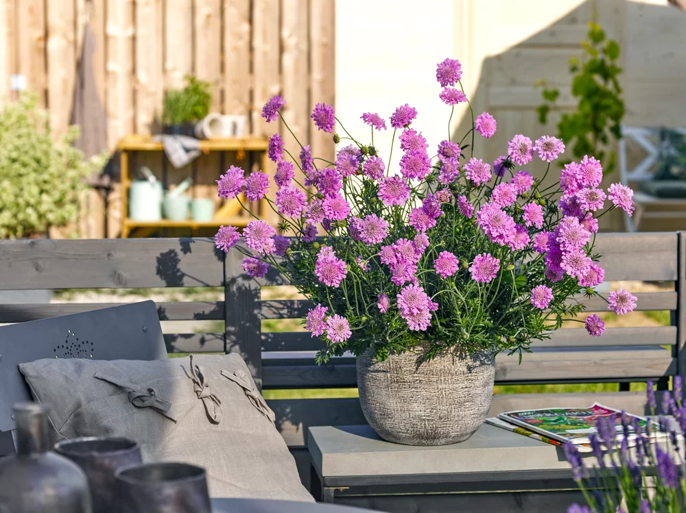 Scabiosa columbaria Atalanta® Dark Pink