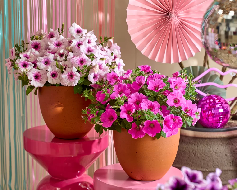 Petunia grandiflora GO!Tunia® Light Pink Vein