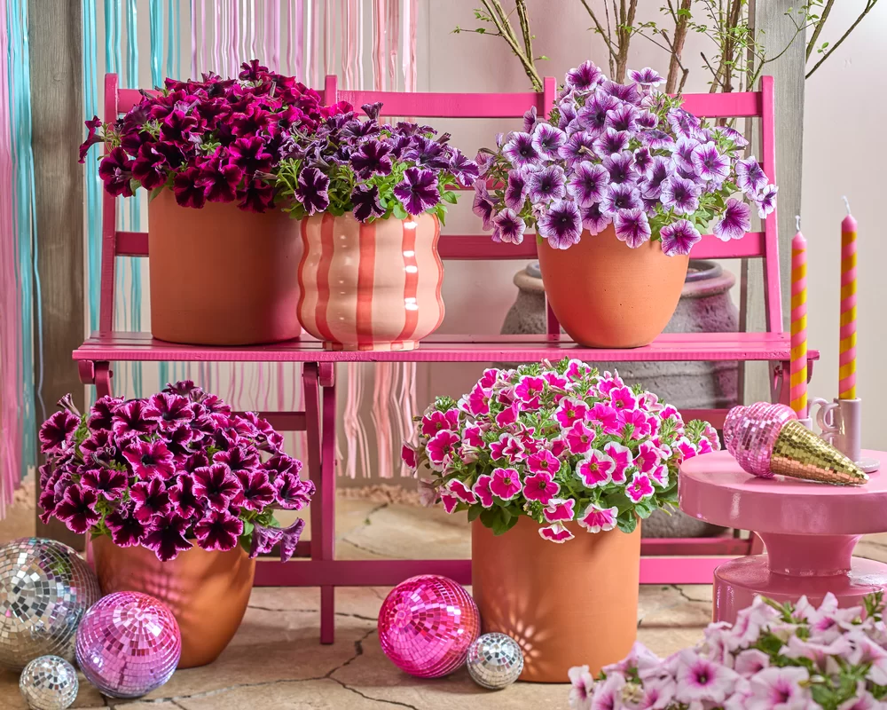 Petunia grandiflora GO!Tunia® Cosmic Violet