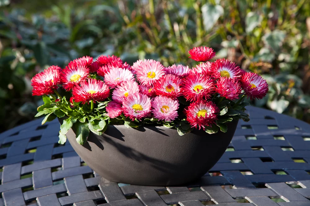 Bellis perennis Bam Bam Red