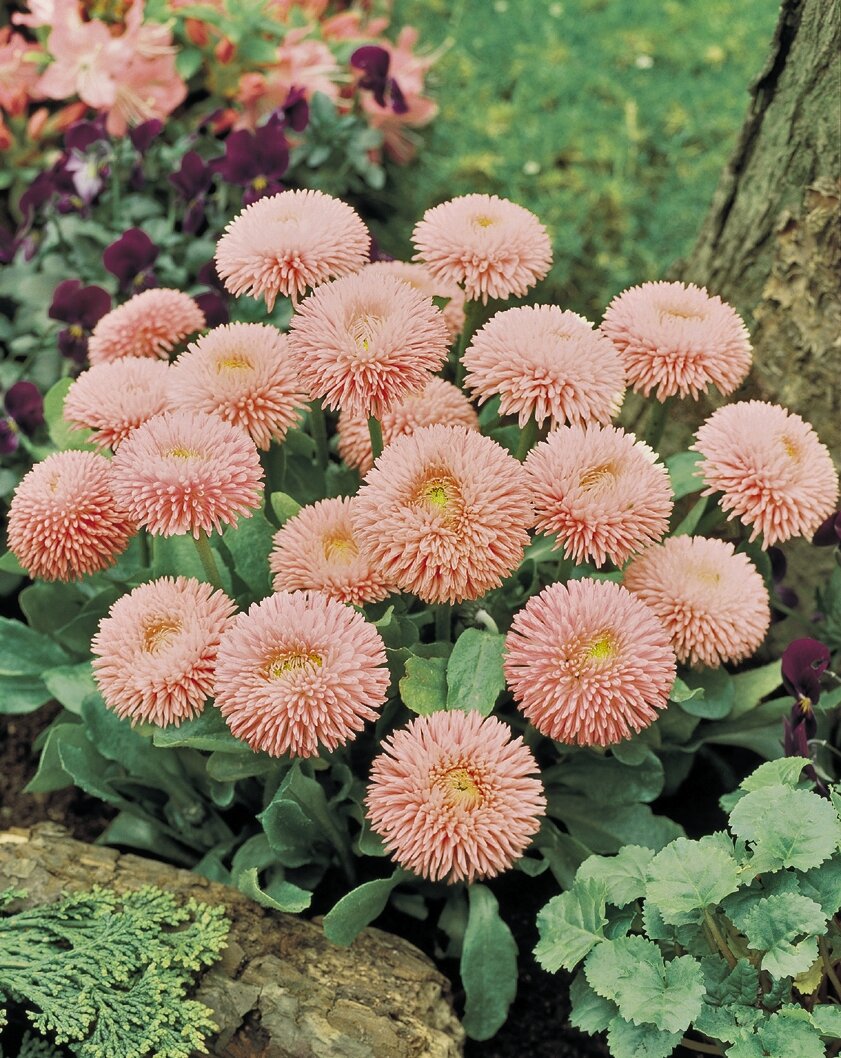 Bellis perennis Robella Rose